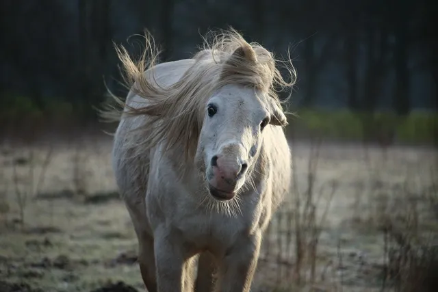 AHS7 couv web.jpg